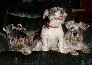 The Kids in a chair