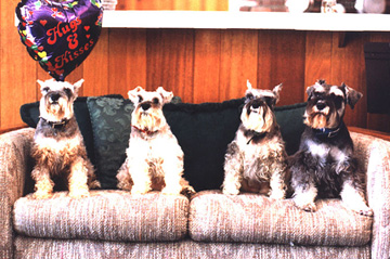 4 Dogs On A Couch