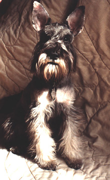 Dunkel's 1st Haircut