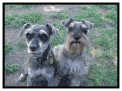 Dusty & Stanzee