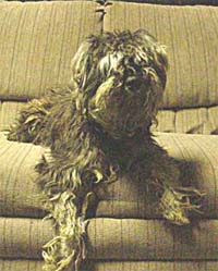 Dusty - Just Rescued!