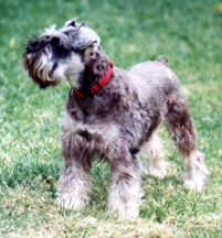 Gustav in the Garden
