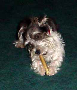 IntenseChewing