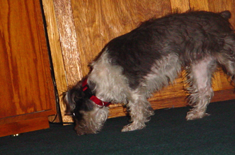 Oskar on the prowl