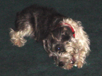 Oskar chews a rawhide