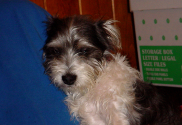 Oskar getting tired