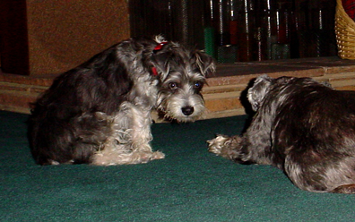 Gustav won't share! Aww!