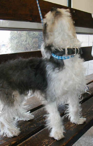 Oskar Howls 9/3/02