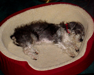 Oskar in bed sleeping