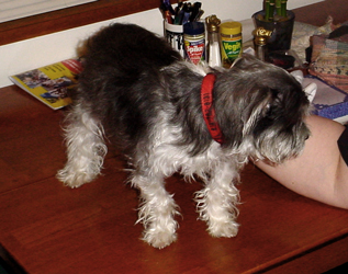 Oskar on the table.