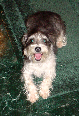 Happy Oskar on Rug